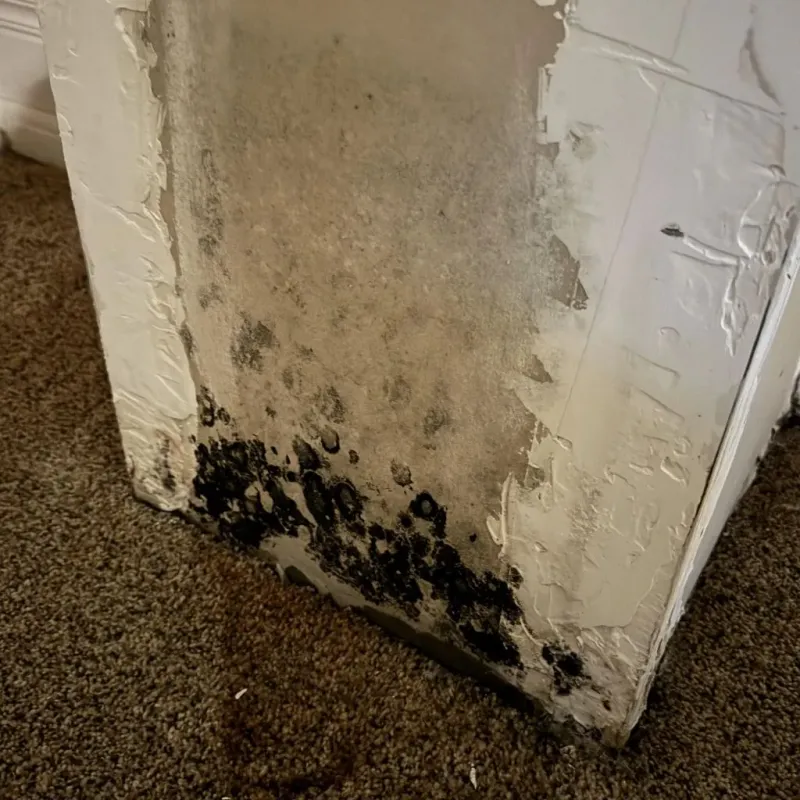 Professional Mold Removal in Stark County, ND